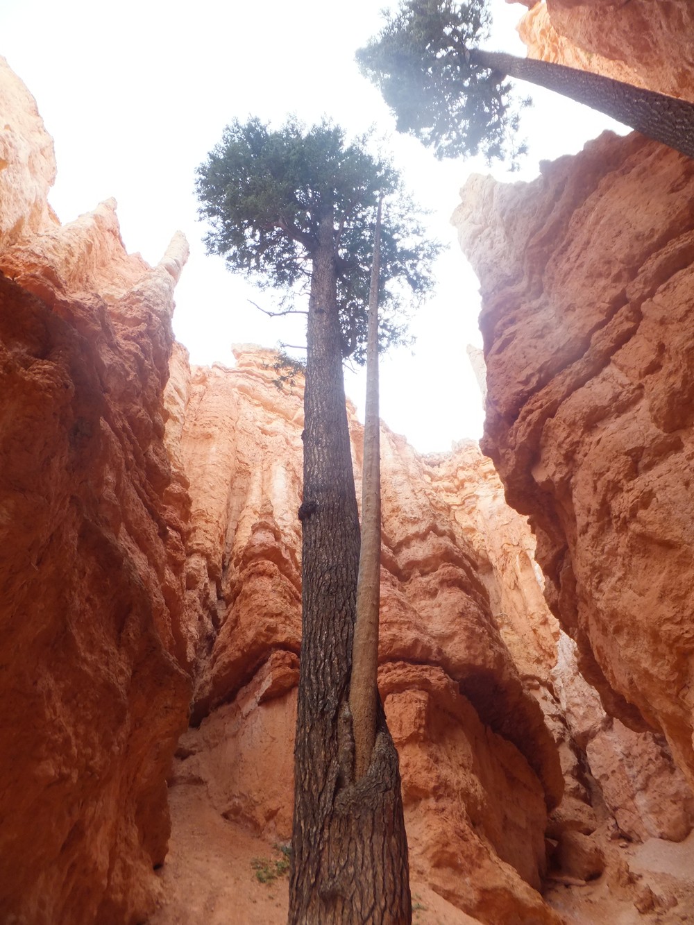 Stromy „uväznené“ v Bryce canyone