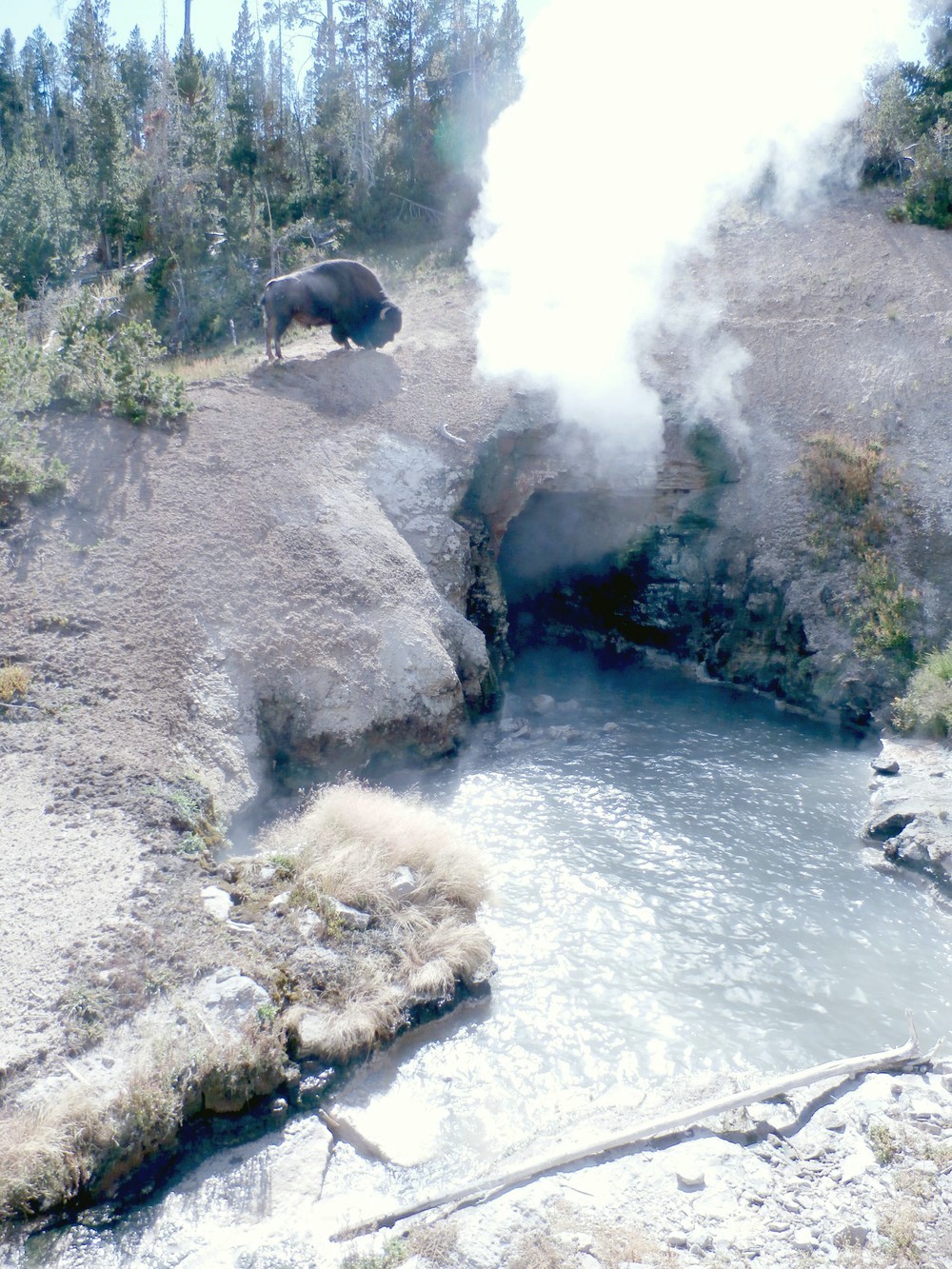 Odvážny (alebo bláznivý?) bizón si trúfol až na okraj útesu, pod ktorým vyviera vriaca voda. 