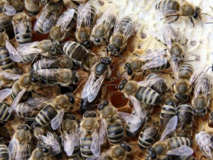 V niektorých hmyzích spoločenstvách (na obrázku včelie) nie sú všetky jedince schopné rozmnožovania
