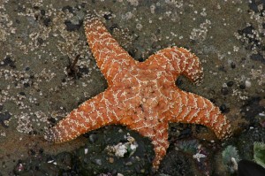 Morská hviezdica - príklad druhoústovca