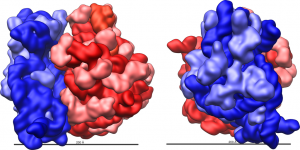 Veľká (červená) a malá (modrá) podjednotka ribozómu baktérie Escherichia coli