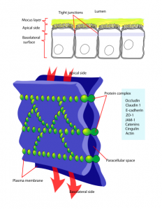 Schéma tesného bunkového spojenia (anglicky tight junction), ktoré sa vyskytuje v hornej časti medzi bunkami črevného epitelu (horná časť obrázka). Cez toto spojenie molekuly neprechádzajú a čokoľvek sa chce dostať na druhú stranu, musí prejsť cez samotné bunky epitelu. Cytoplazmatické membrány dvoch susedných buniek sú znázornené modrou, sieť proteínov vytvárajúca spojenie je znázornená zelenou.