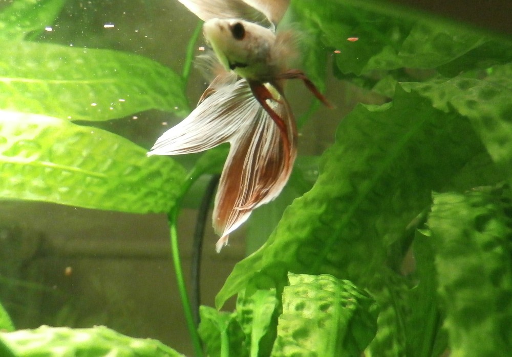 Fialový samec bojovnice pestrej, sólový obyvateľ 32-litrového akvária